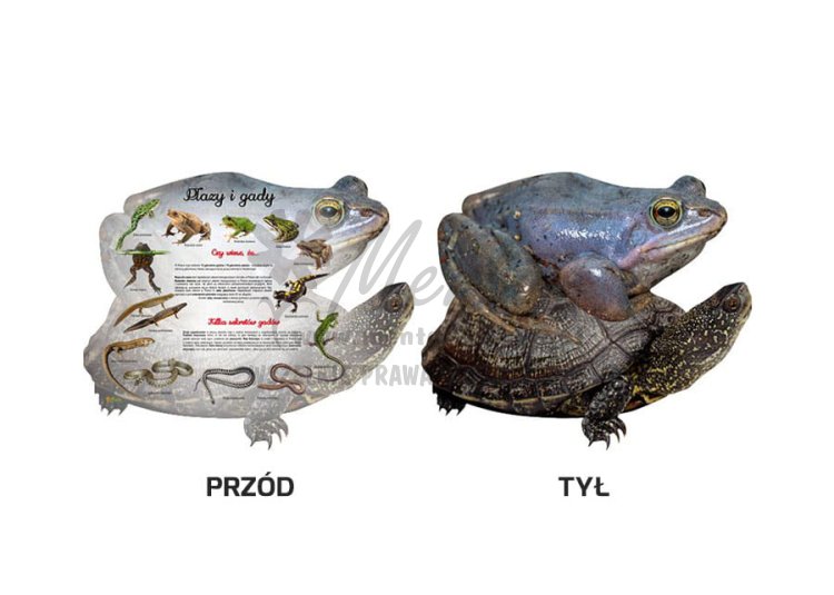 Tablica kształtowa - Płazy i gady