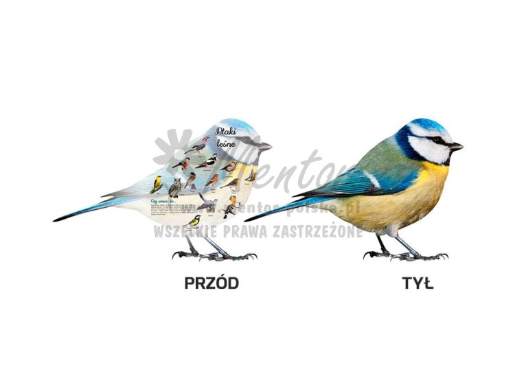 Tablica kształtowa "Ptaki"