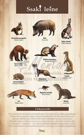 Tablica "Ssaki leśne", bez ramki