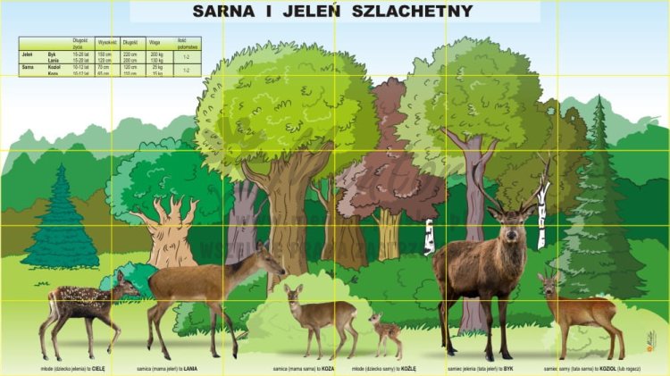  mgl 18 Sarna i jeleń szlachetny - Tablica magnetyczna - Elementy (magnesy)