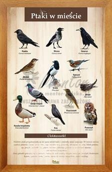 Tablica "Ptaki w mieście" w oprawie drewnianej, kolor dąb