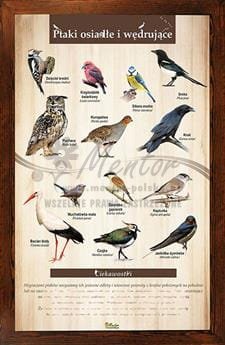 Tablica "Ptaki osiadłe i wędrujące" w oprawie drewnianej, kolor brąz