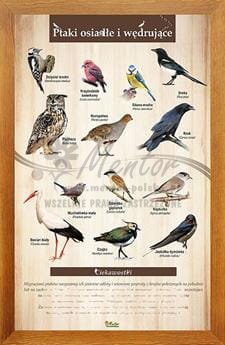 Tablica "Ptaki osiadłe i wędrujące" w oprawie drewnianej, kolor dąb