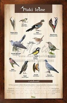 Tablica "Ptaki leśne" w oprawie drewnianej, kolor brąz