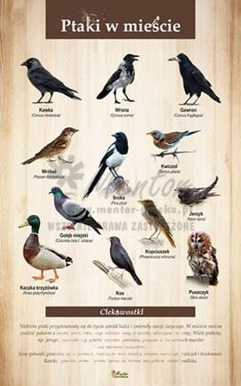 Tablica "Ptaki w mieście", bez ramki