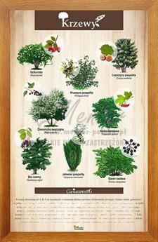 Tablica "Krzewy" w oprawie drewnianej, kolor: dąb