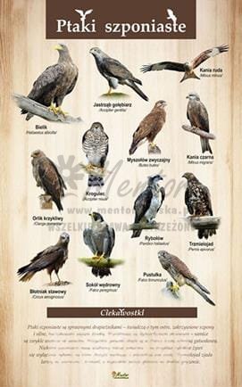 Tablica "Ptaki szponiaste", bez ramki