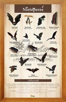 Tablica "Nietoperze" w oprawie drewnianej, kolor dąb