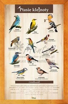 Tablica "Ptasie klejnoty" w oprawie drewnianej, kolor pinia