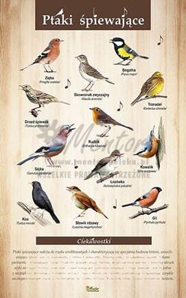 Tablica "Ptaki śpiewające" bez ramki