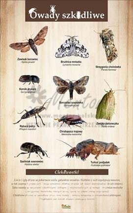 Tablica "Owady szkodliwe" bez oprawy
