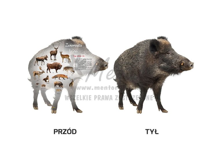 Tablica kształtowa "Ssaki"