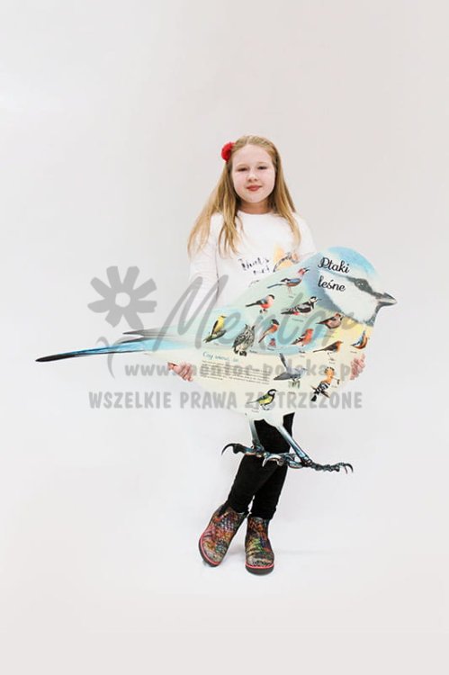 Tablica kształtowa -  Ptaki leśne