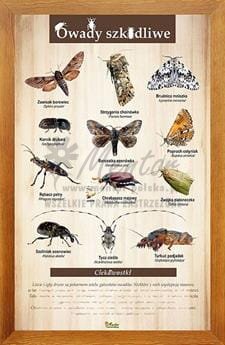 Tablica "Owady szkodliwe" w oprawie drewnianej, kolor dąb