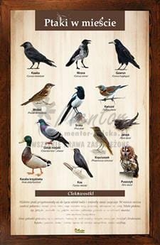 Tablica "Ptaki w mieście" w oprawie drewnianej, kolor brąz