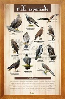 Tablica "Ptaki szponiaste" w oprawie drewnianej, kolor dąb
