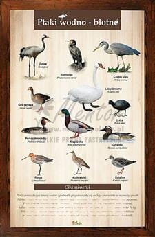 Tablica "Ptaki wodno-błotne" w oprawie drewnianej, kolor brąz