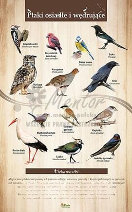 Tablica"Ptaki osiadłe i wędrujące", bez ramki