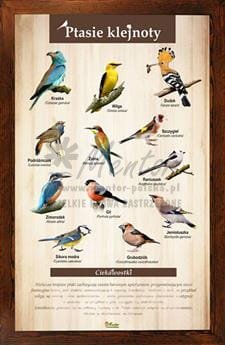 Tablica "Ptasie klejnoty" w oprawie drewnianej, kolor brąz