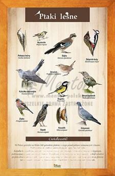 Tablica "Ptaki leśne" w oprawie drewnianej, kolor pinia