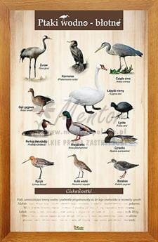 Tablica "Ptaki wodno-błotne" w oprawie drewnianej, kolor dąb