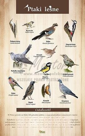 Tablica "Ptaki leśne". bez ramki