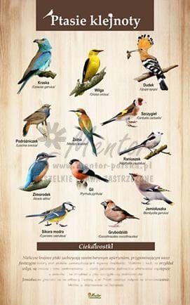 Tablica "Ptasie klejnoty", bez ramki