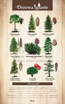 Tablica "Drzewa iglaste", bez ramki.