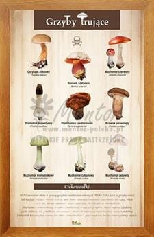 Tablica "Grzyby trujące" w oprawie drewnianej, kolor dąb