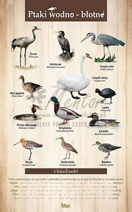 Tablica "Ptaki wodno-błotne", bez ramki