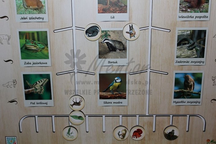 Labirynt Natury - szczegóły wykonania