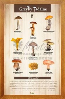 Tablica "Grzyby jadalne" w oprawie drewnianej, kolor dąb