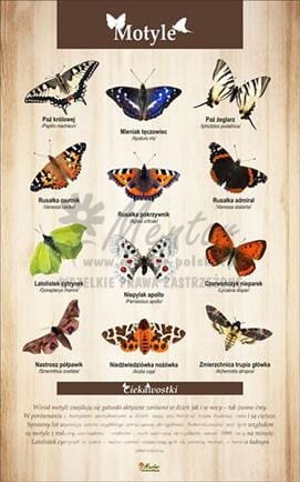 Tablica "Motyle", bez ramki