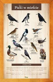 Tablica "Ptaki w mieście" w oprawie drewnianej, kolor pinia