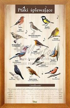 Tablica "Ptaki śpiewające" w oprawie drewnianej, kolor dąb