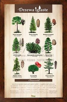 Tablica "Drzewa iglaste" w oprawie drewnianej, kolor brąz