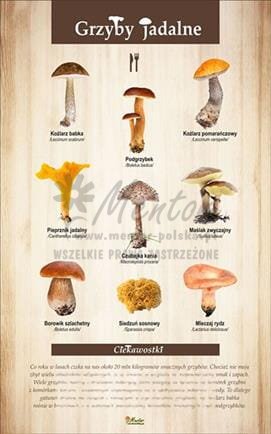 Tablica "Grzyby jadalne" bez ramki