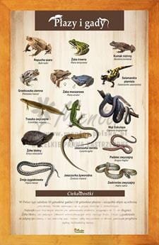 Tablica "Płazy i gady" w oprawie drewnianej, kolor pinia