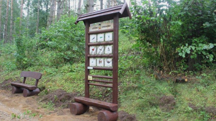 Leśne zagadki (realizacja)