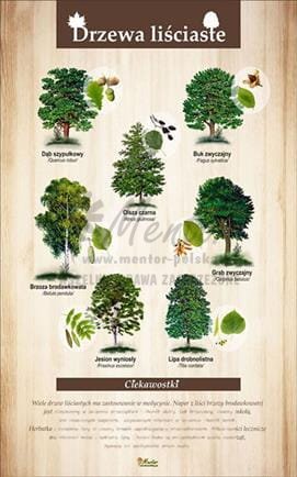Tablica "Drzewa liściaste", bez ramki
