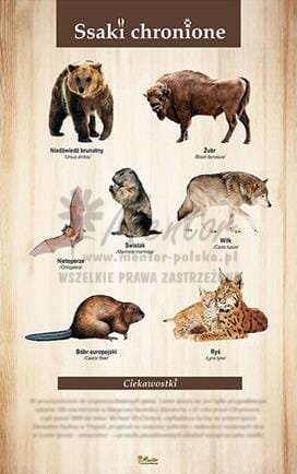 Tablica "Ssaki chronione", bez ramki