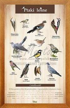 Tablica "Ptaki leśne" w oprawie drewnianej, kolor dąb