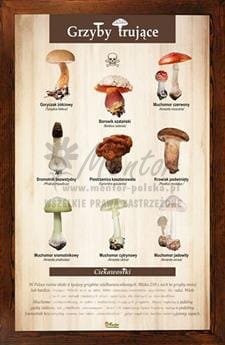 Tablica "Grzyby trujące" w oprawie drewnianej, kolor brąz