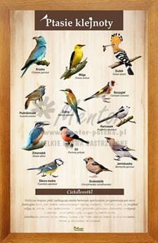 Tablica "Ptasie klejnoty" w oprawie drewnianej, kolor dąb