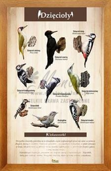 Tablica "Dzięcioły" w oprawie drewnianej, kolor dąb