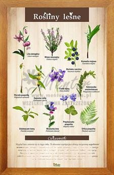 Tablica "Rośliny leśne" w oprawie drewnianej, kolor dąb