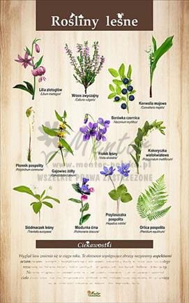 Tablica "Rośliny leśne" - bez ramki