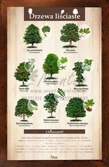 Tablica "Drzewa liściaste II" w oprawie drewnianej, kolor brąz