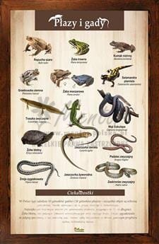 Tablica "Płazy i gady" w oprawie drewnianej, kolor brąz
