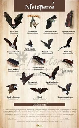 Tablica "Nietoperze", bez ramki